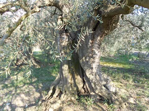 Ancient olive tree, Bize-Minervois
