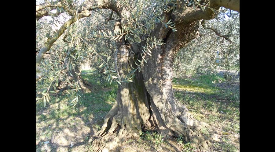 Bize-Minervois - Ancient Olive tree