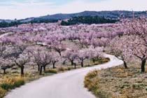 a winding track to Mimosa lined with almond trees in pink blossom