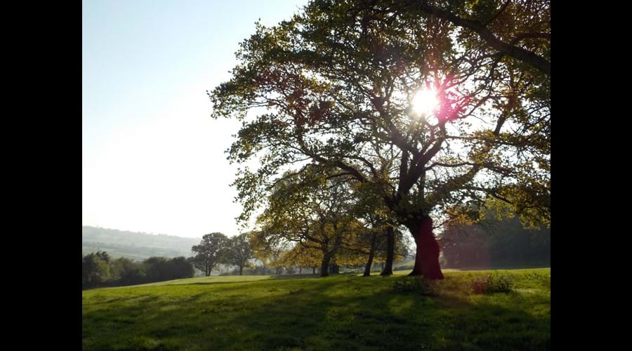 Early morning on the edge of our woodland