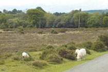 Catherton Common Nature reserve