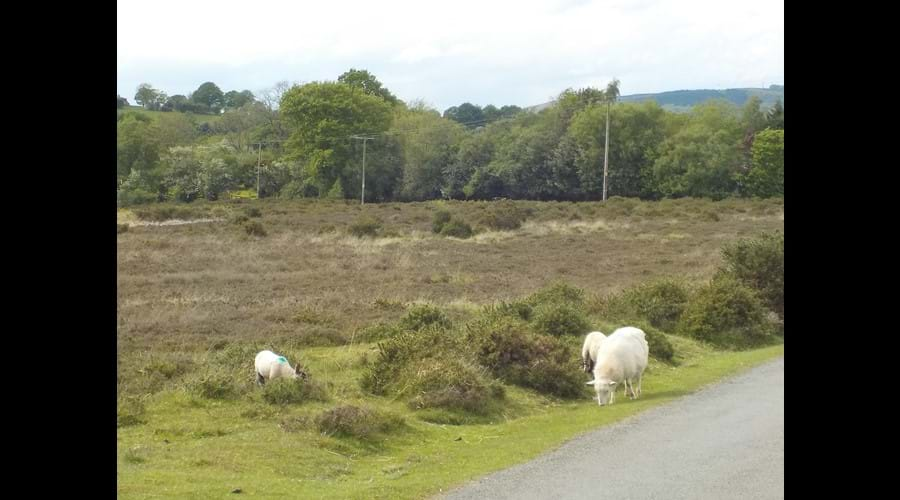 Catherton Common Nature reserve