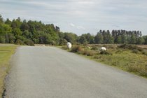 Rush hour on the road to Cleobury Mortimer