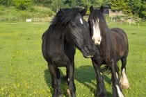 2 of the hairy residents!