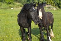 Wispa & Shadow, 2 of the hairy residents! 