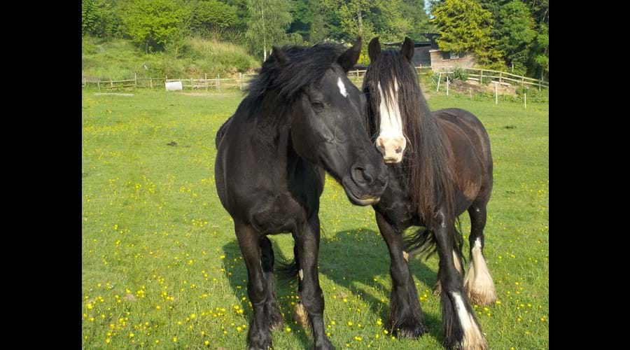 Wispa & Shadow, 2 of the hairy residents! 