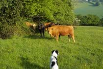 Cows joining Bella and me for an early morning walk over our fields
