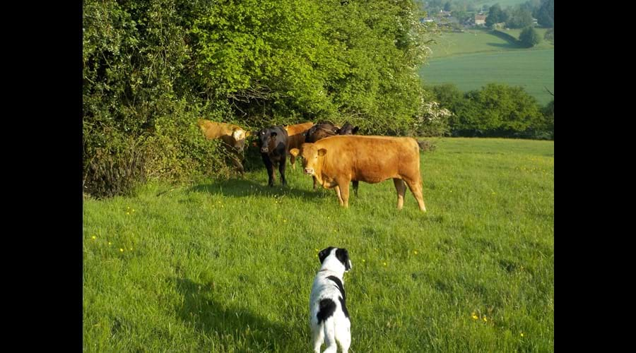 Cows joining Bella and me for an early morning walk over our fields