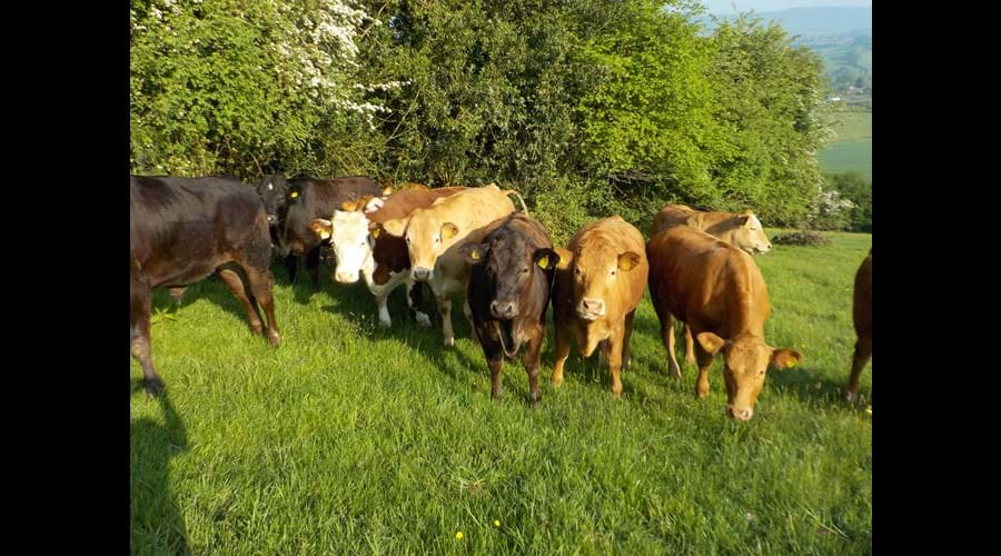 Hairy curious residents!