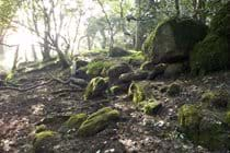 Rocky outcrop on the edge of our woodland