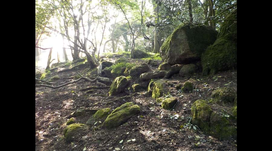 Rocky outcrop on the edge of our woodland