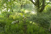 Track through our woodland