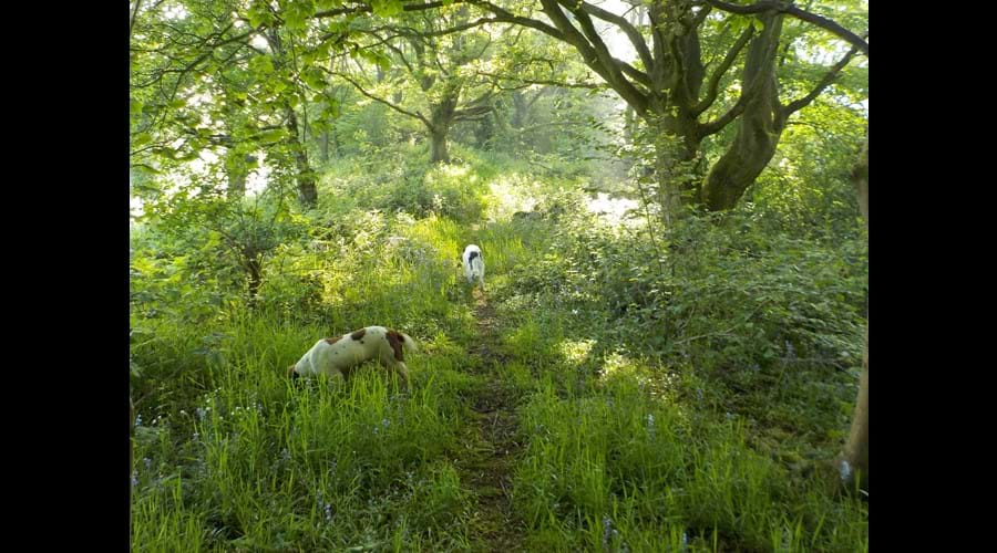 Track through our woodland