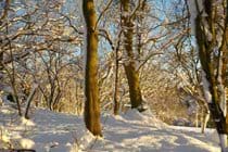 Not Narnia, but our woodland on a snowy, crisp but sunny December afternoon.