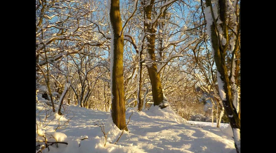 Not Narnia, but our woodland on a snowy, crisp but sunny December afternoon.