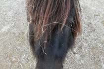 Our Shetland pony doing his