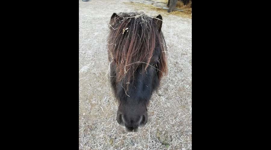 Our Shetland pony doing his