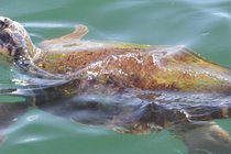 Loggerhead Turtle in Argostoli Harbour