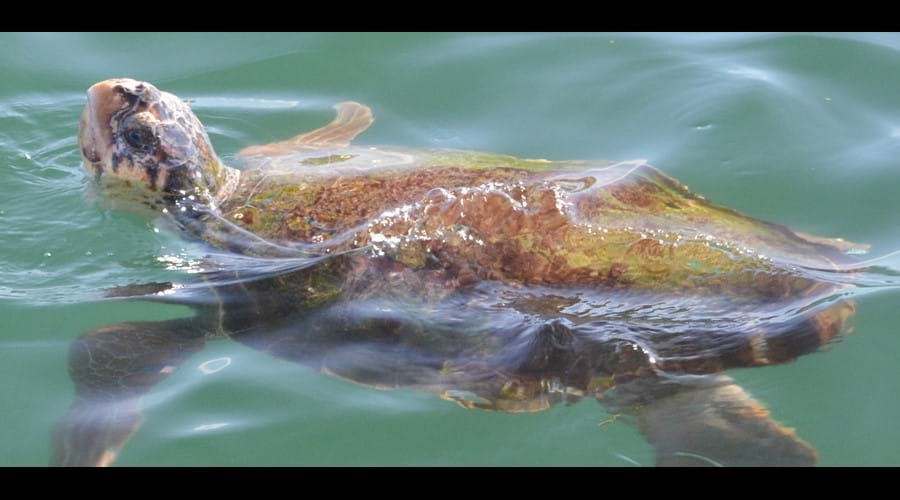 Loggerhead Turtle in Argostoli Harbour