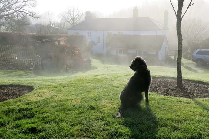 Bella keeping watch on a misty morning