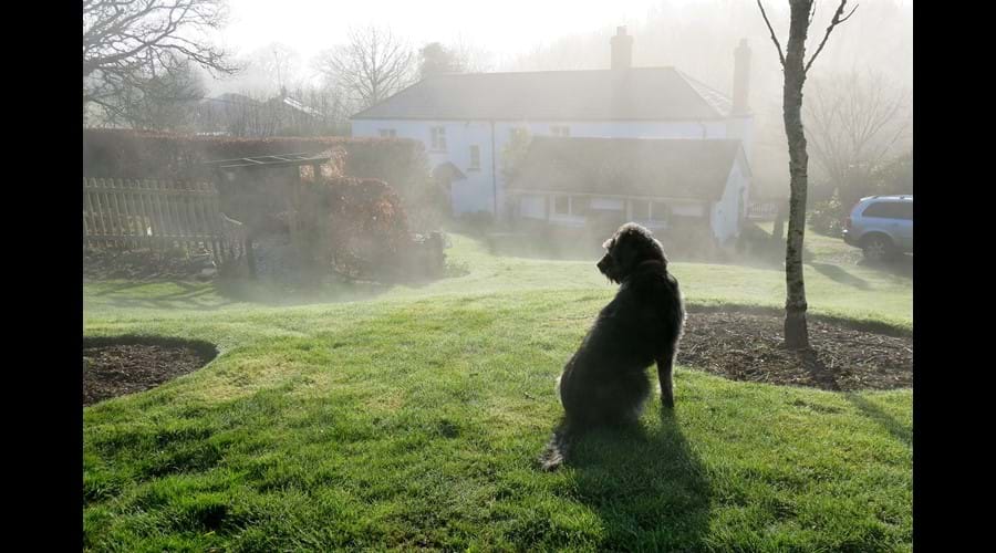 Bella keeping watch on a misty morning
