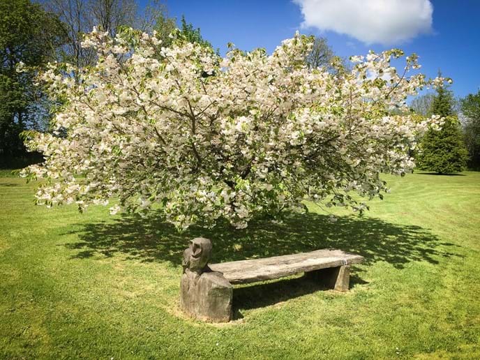 Our owl bench under a cherry tree in the middle of the garden