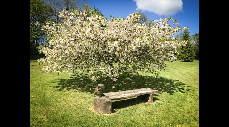 Our owl bench under a cherry tree in the middle of the garden