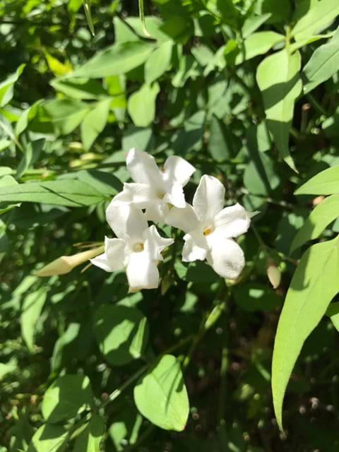 Jasmine by the front door