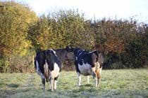 Cows grazing in field beside cottage