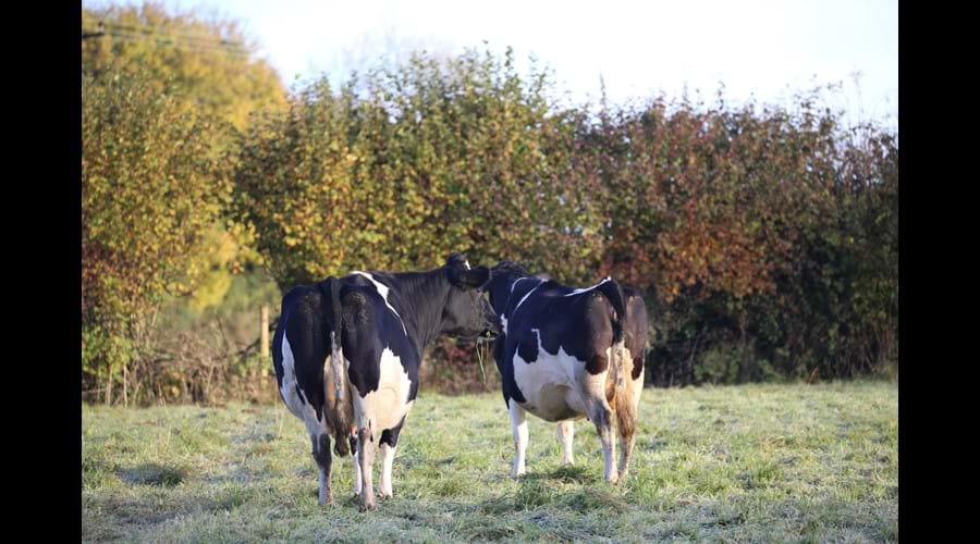 Cows grazing in field beside cottage