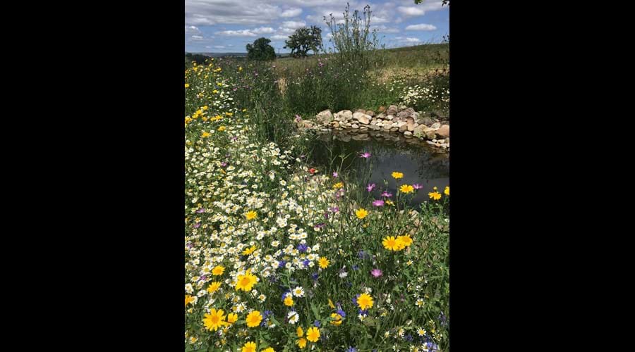 Wildlife pond and wild flowers