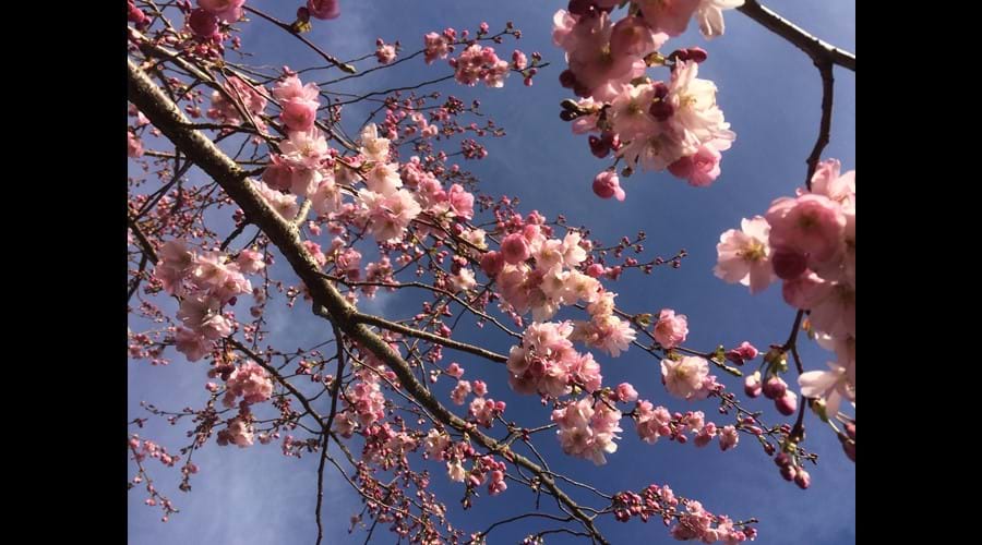 Springtime