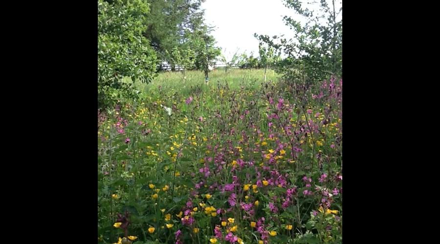 Wander through the orchard and sit a while