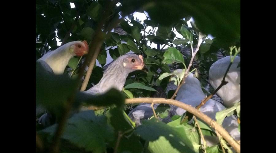 Happy hens camping out in the orchard