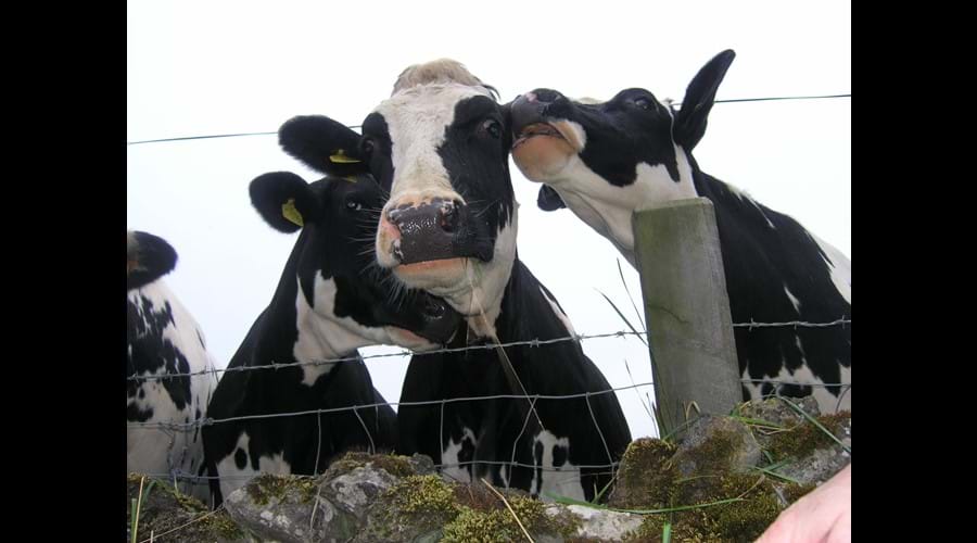 Your neighbours