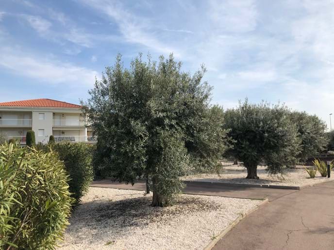 Old olivetrees at the Domain