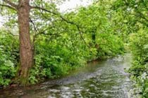 Wellow Brook runs alongside the Mill