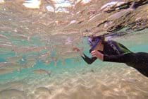 Feeding the fish at El Burro beach