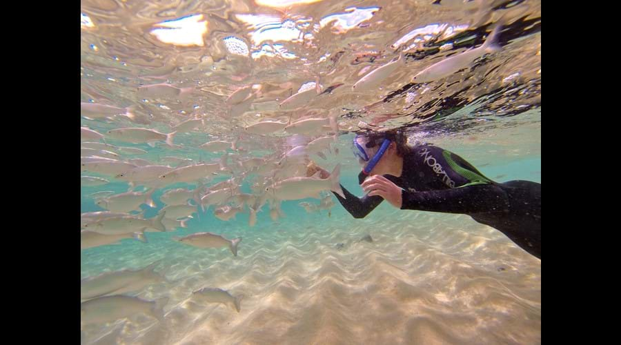 Feeding the fish at El Burro beach