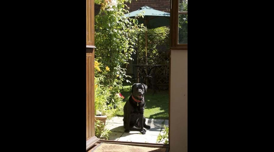Dogs Welcome