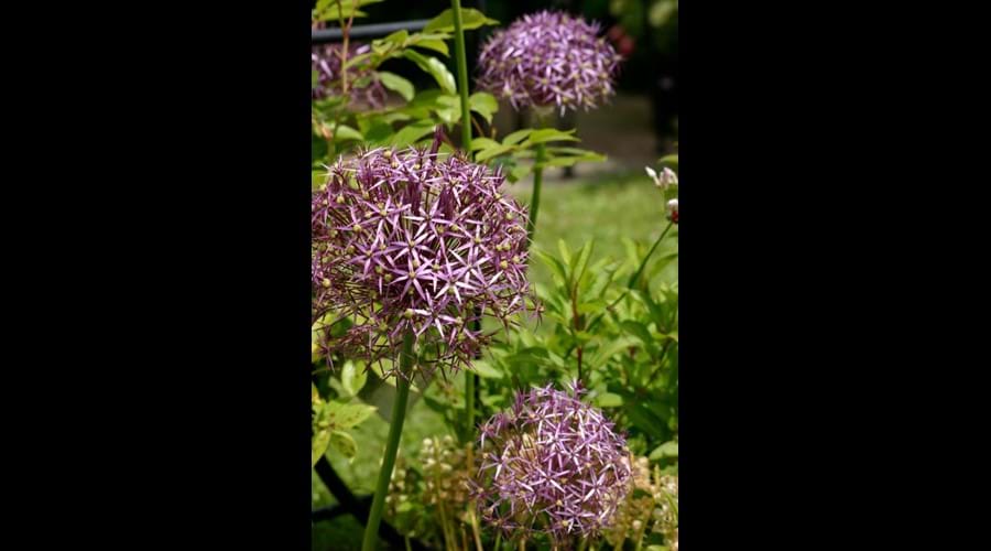 Summer Colour In The Garden
