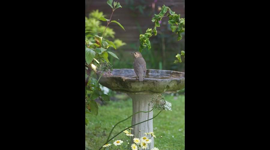 Garden Bird Watching