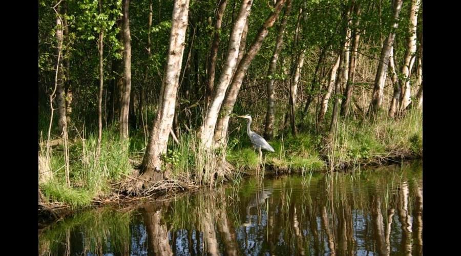 Wildlife At Hickling Nature Reserve
