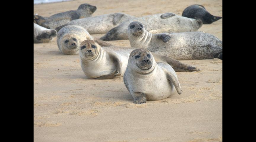 Horsey Seals, 5 Miles Away