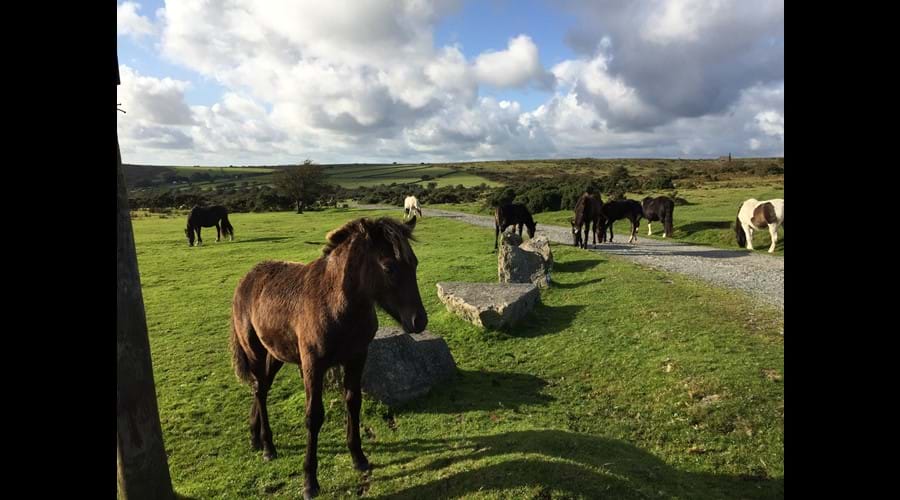Ponies roaming wild on Bodmin Moor
