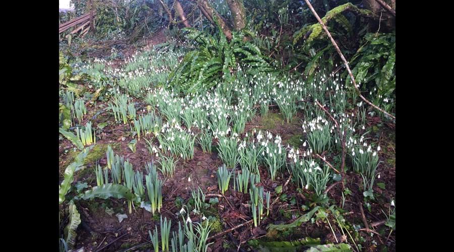 The snowdrops are out in the woods at Tiptoe during February