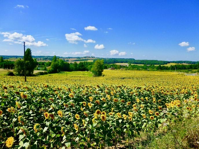 Beautiful sunflowers in the surrounding countryside