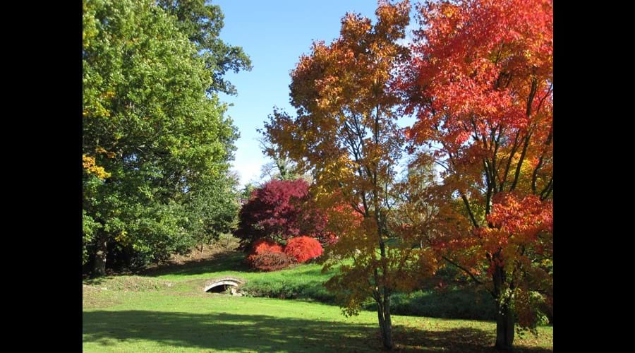 The rear garden in the autumn