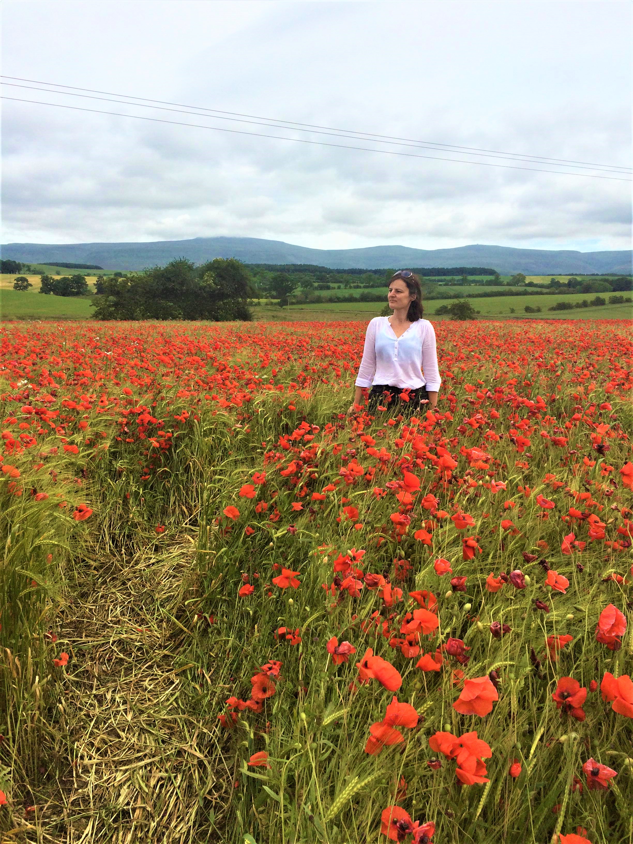 A poppy field near kirkby Thore.