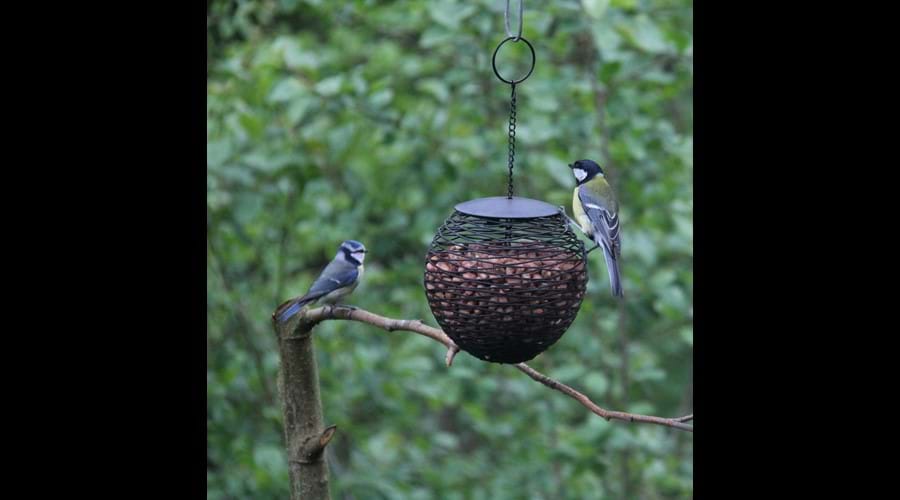 Bird Feeder